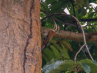  - Fire-bellied Woodpecker