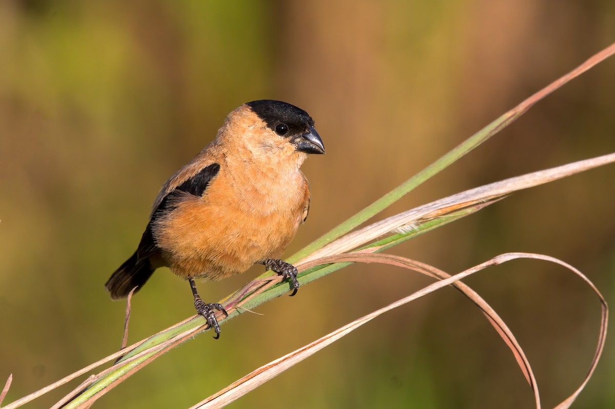 Copper Seedeater - ML308707961
