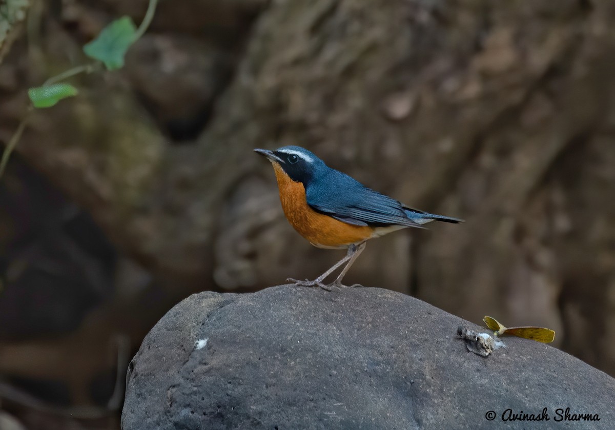 Indian Blue Robin - AVINASH SHARMA