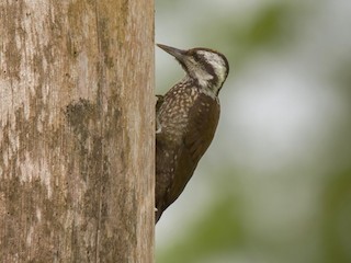  - Golden-crowned Woodpecker