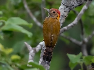  - Golden-collared Woodpecker