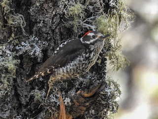  - Strickland's Woodpecker