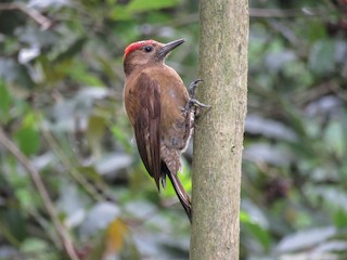  - Smoky-brown Woodpecker