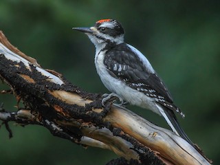  - Hairy Woodpecker (Rocky Mts.)