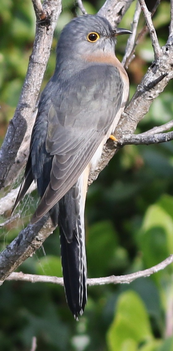 Fan-tailed Cuckoo - Derek Stokes