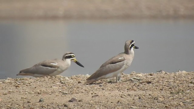 Great Thick-knee - ML308710931