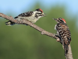  - Nuttall's Woodpecker