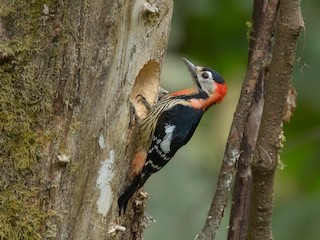  - Crimson-naped Woodpecker