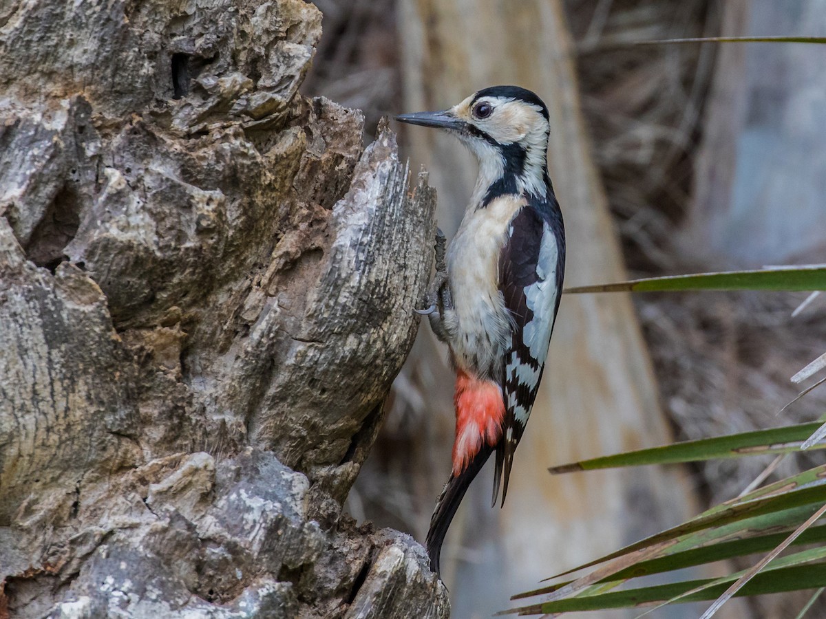 Sind Woodpecker - Dendrocopos assimilis - Birds of the World