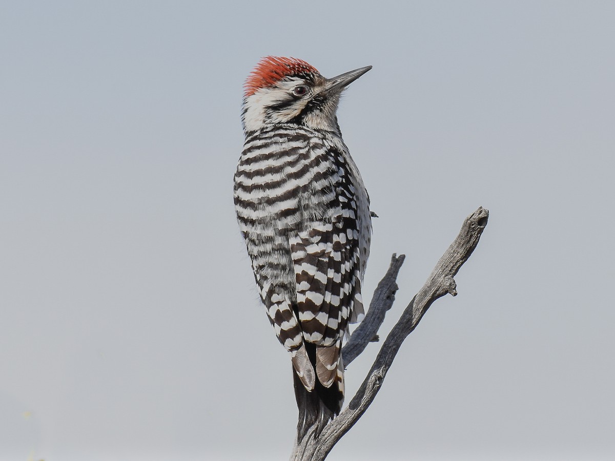 A Holiness of woodpeckers by L Dubose high quality