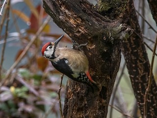  - Himalayan Woodpecker