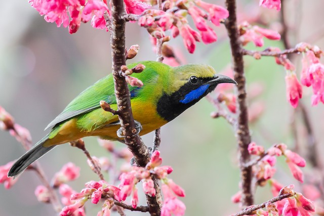 Photos - Orange-bellied Leafbird - Chloropsis hardwickii - Birds of the World