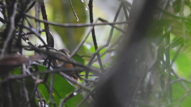 kolibřík šedobradý - ML308723691