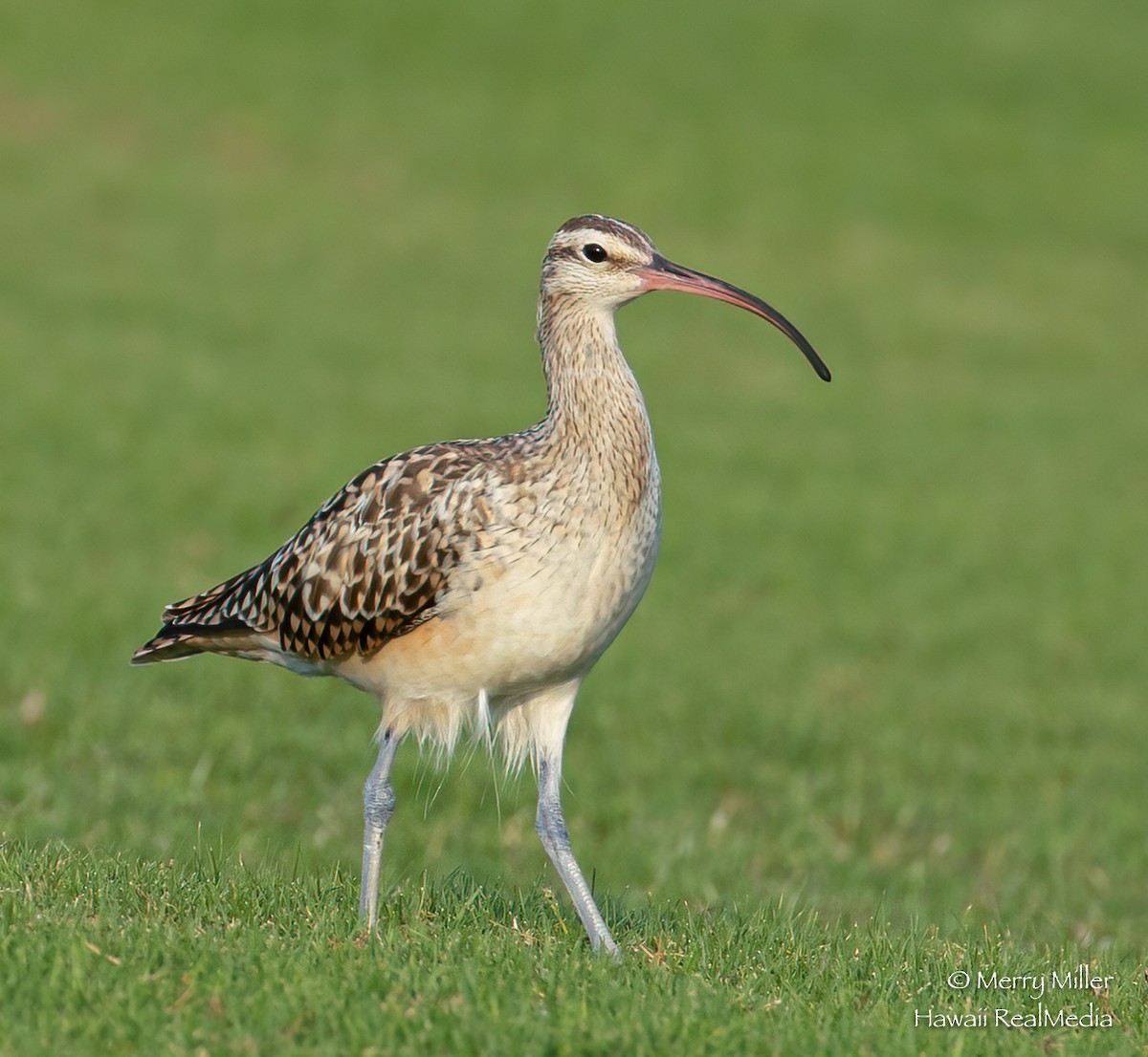 Bristle-thighed Curlew - ML308724041