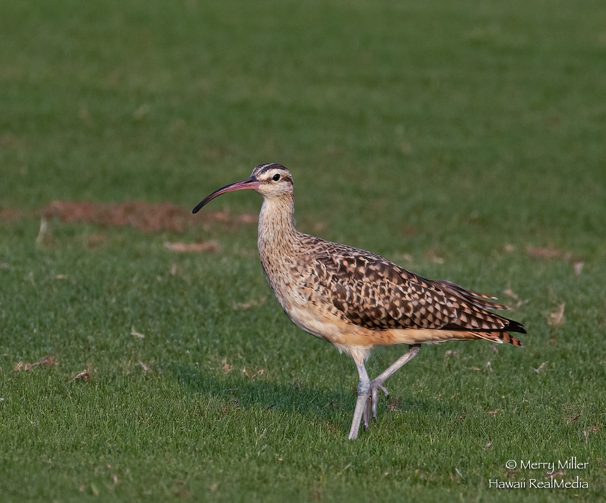 Bristle-thighed Curlew - ML308724081