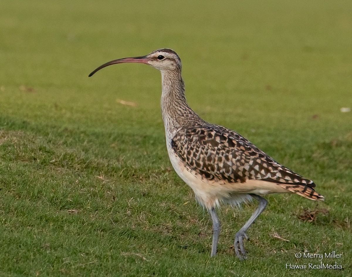 Bristle-thighed Curlew - ML308724121