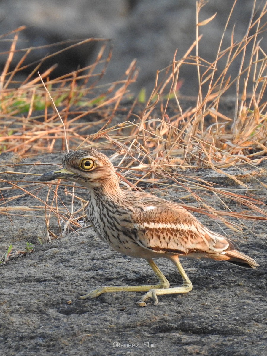 Indian Thick-knee - ML308728181