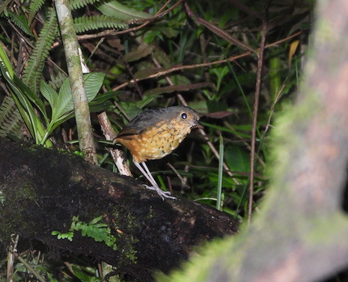 Speckle-breasted Antpitta - ML308729491