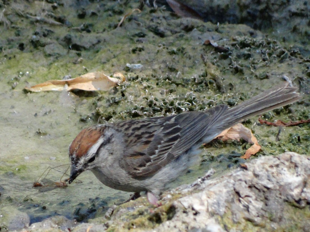 Chipping Sparrow - Thomas Johnson