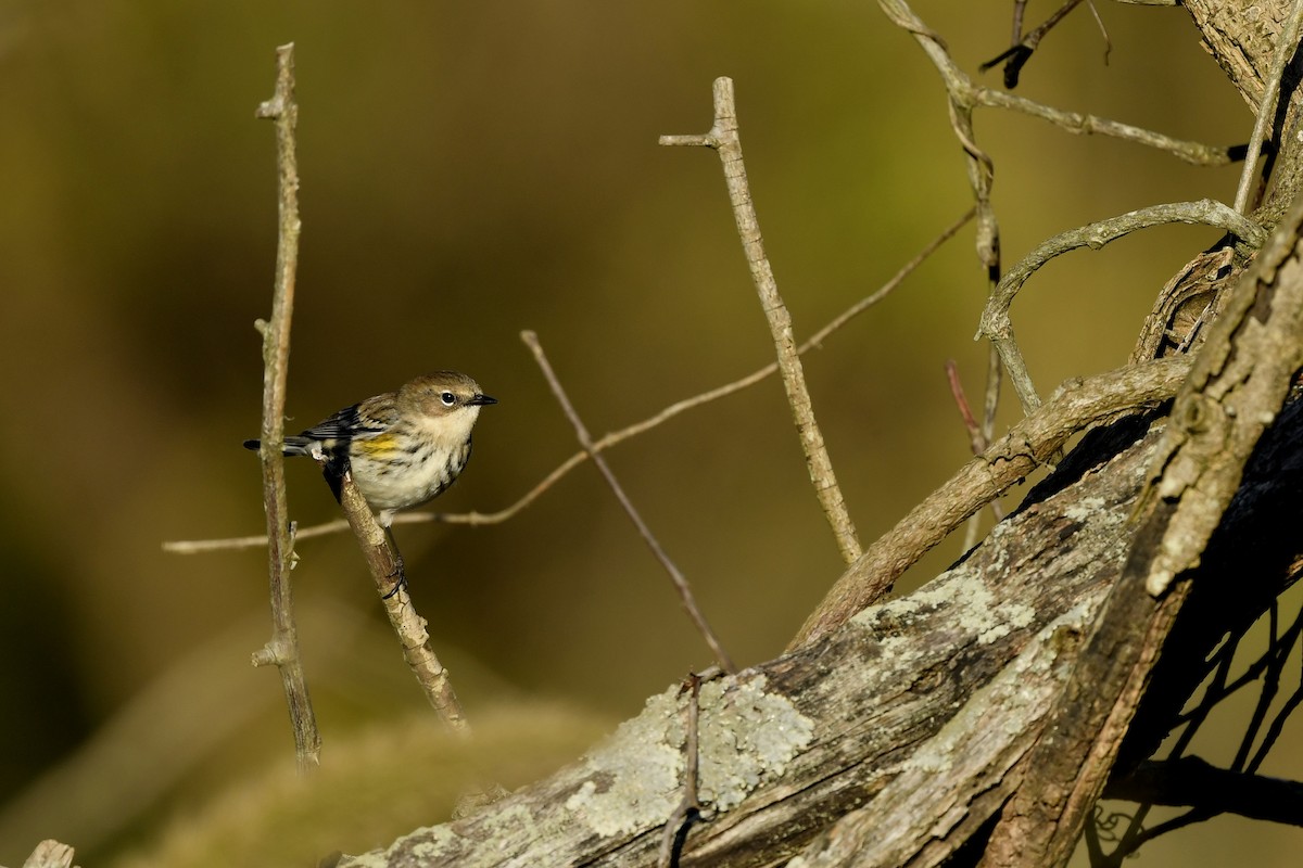 Yellow-rumped Warbler (Myrtle) - ML308730441
