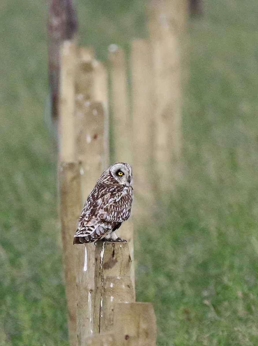 Short-eared Owl - ML308731161