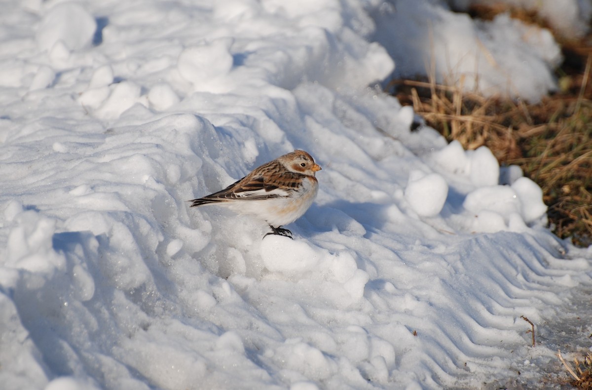Snow Bunting - Kevin  Crilley