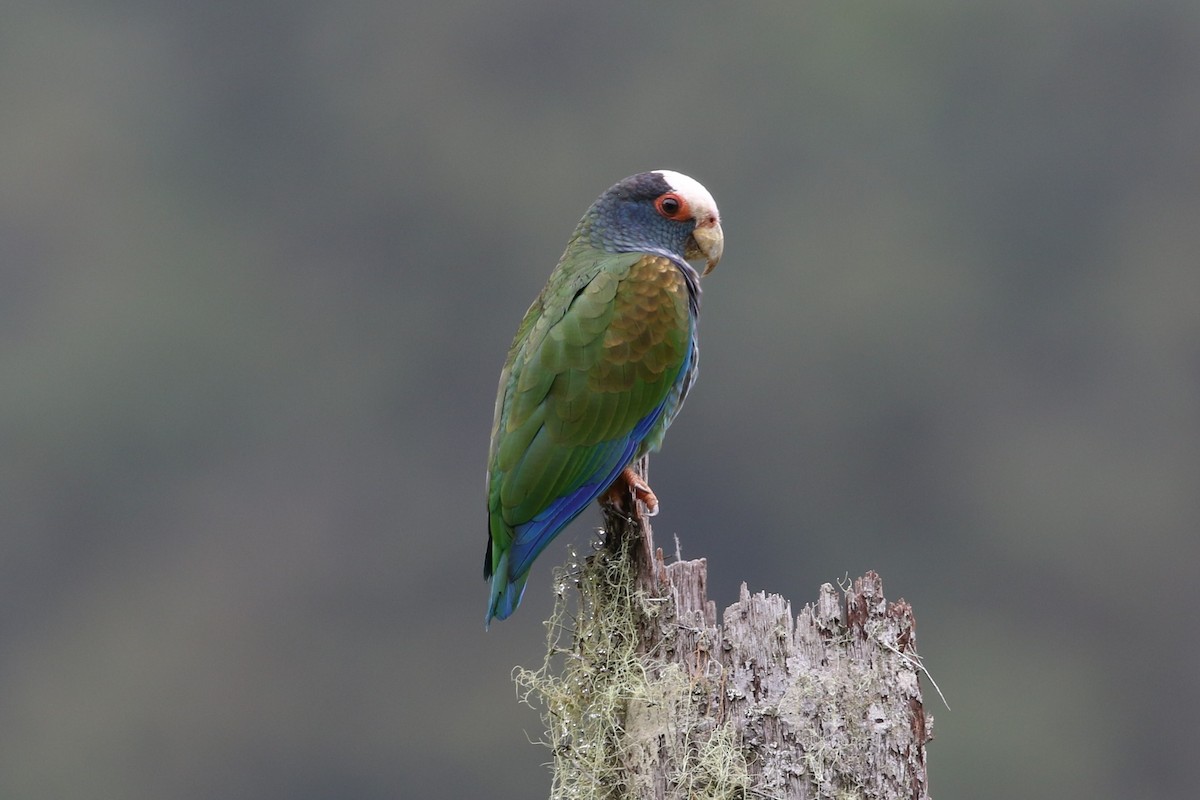 White-crowned Parrot - ML308732571