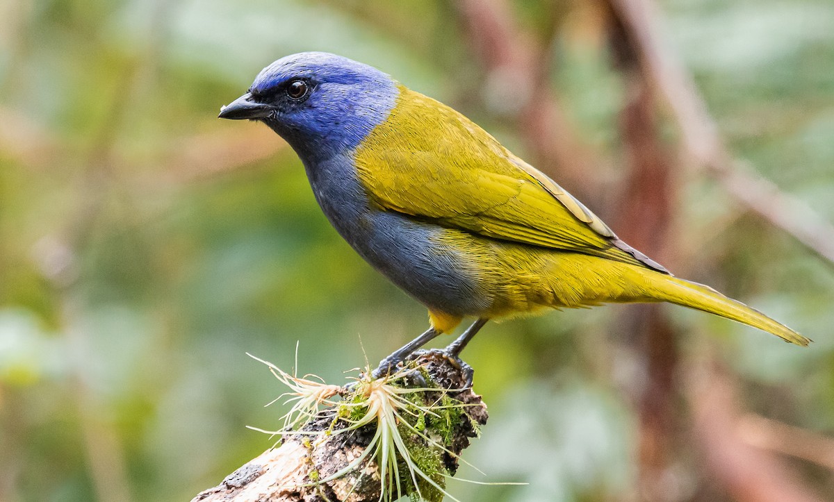Blue-capped Tanager - ML308735801
