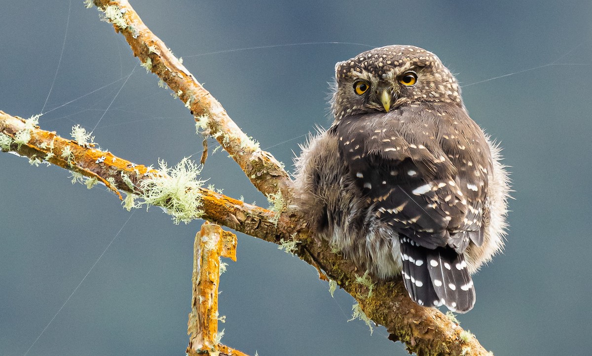 Andean Pygmy-Owl - ML308736231