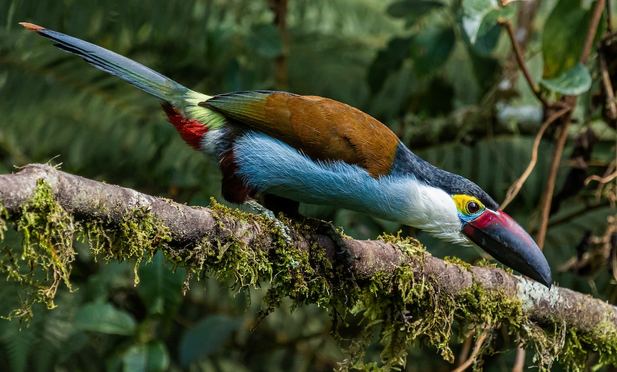 Black-billed Mountain-Toucan - ML308736541