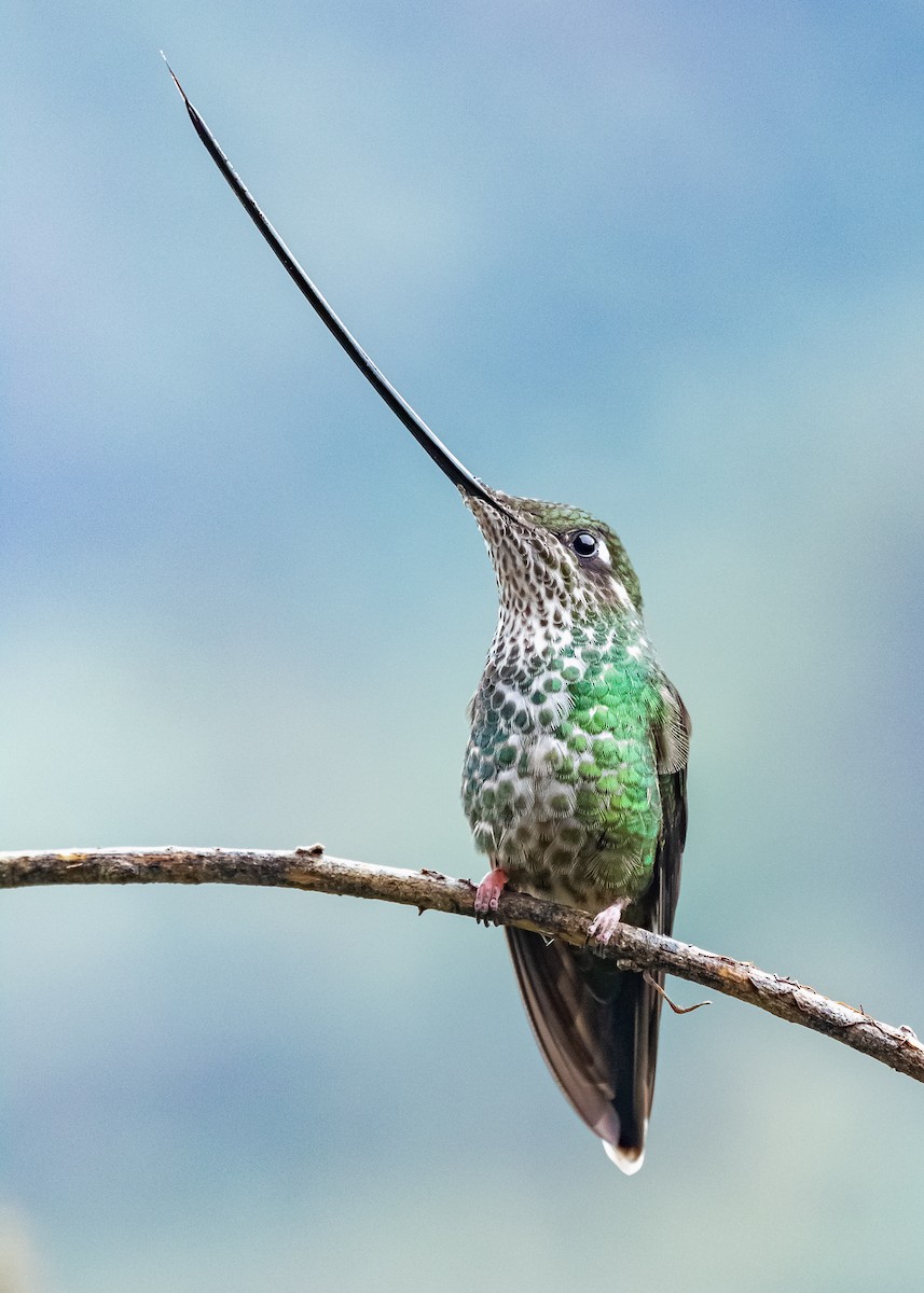 Sword-billed Hummingbird - ML308737011