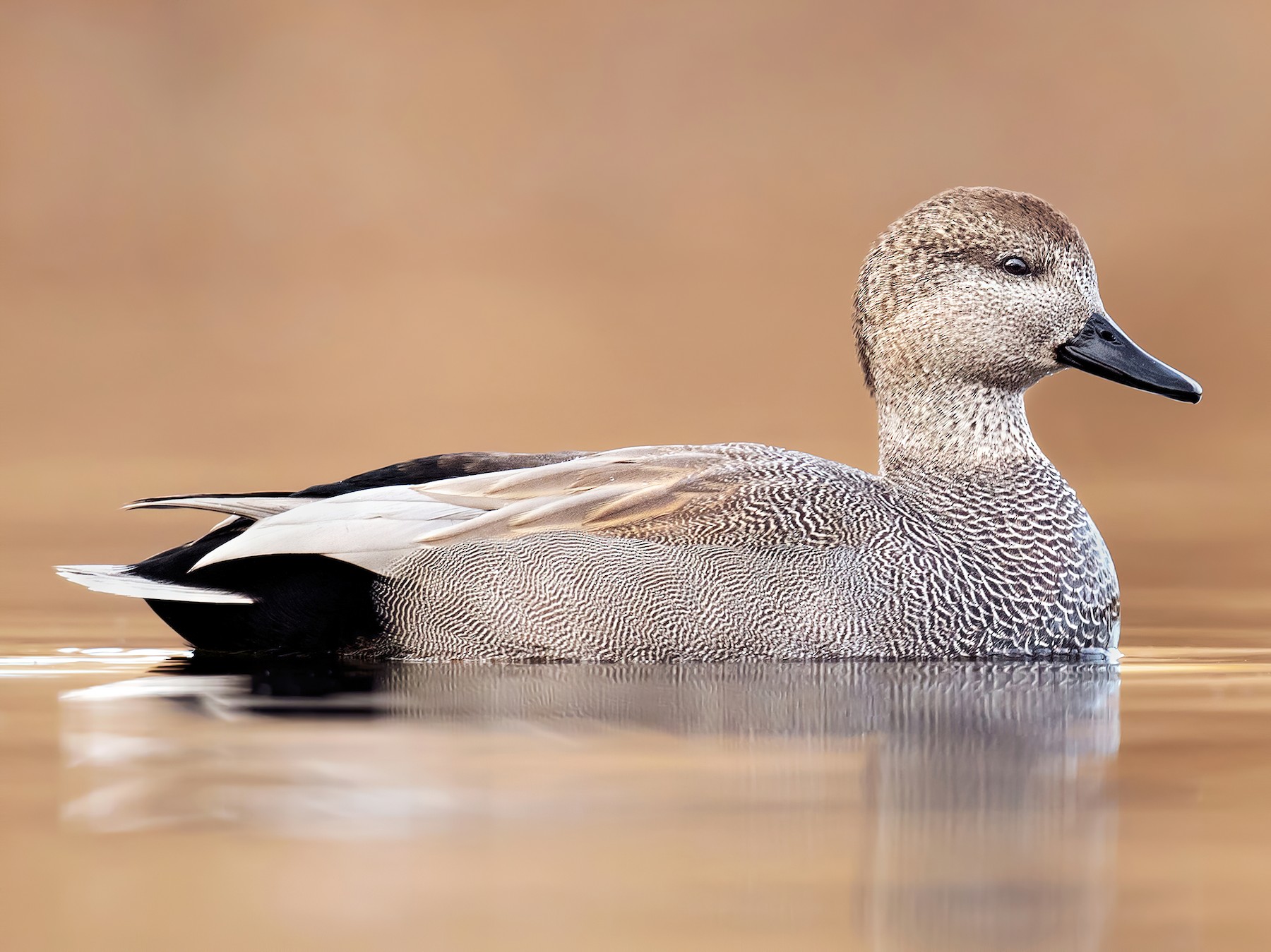 オカヨシガモ Ebird