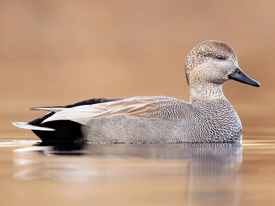 pintail hen