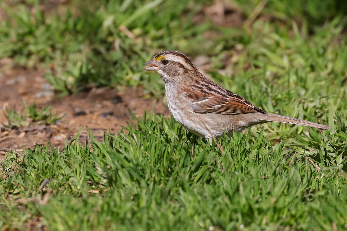 White-throated Sparrow - Martina Nordstrand