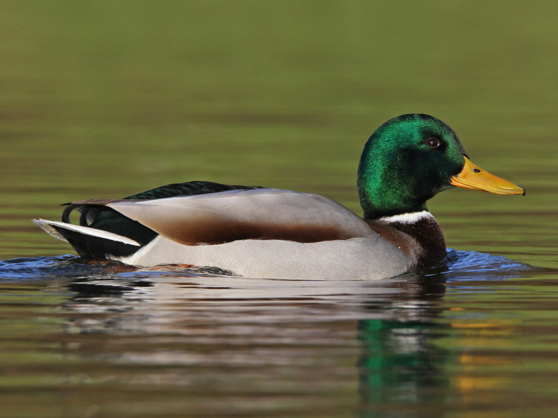 Mallard Identification