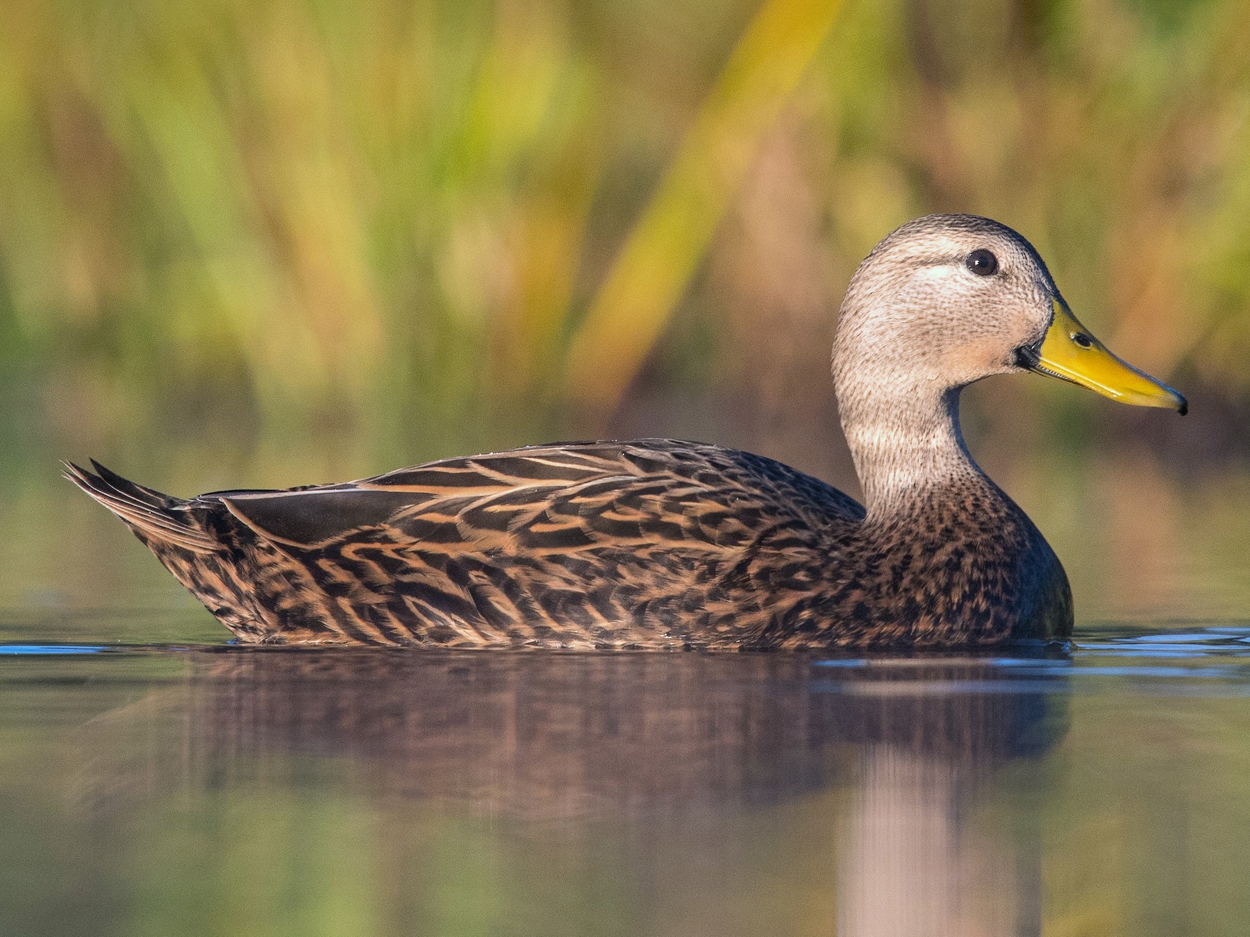 Mottled Duck - Melissa James