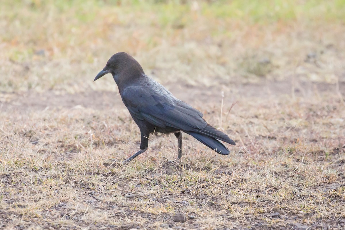 Cape Crow - Peter Hellman