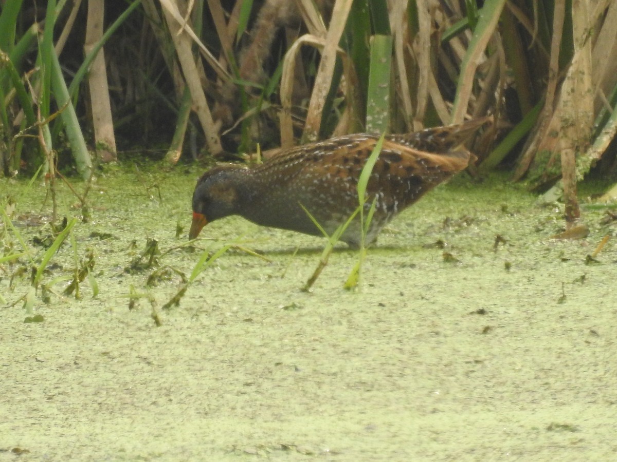 Spotted Crake - ML308750901