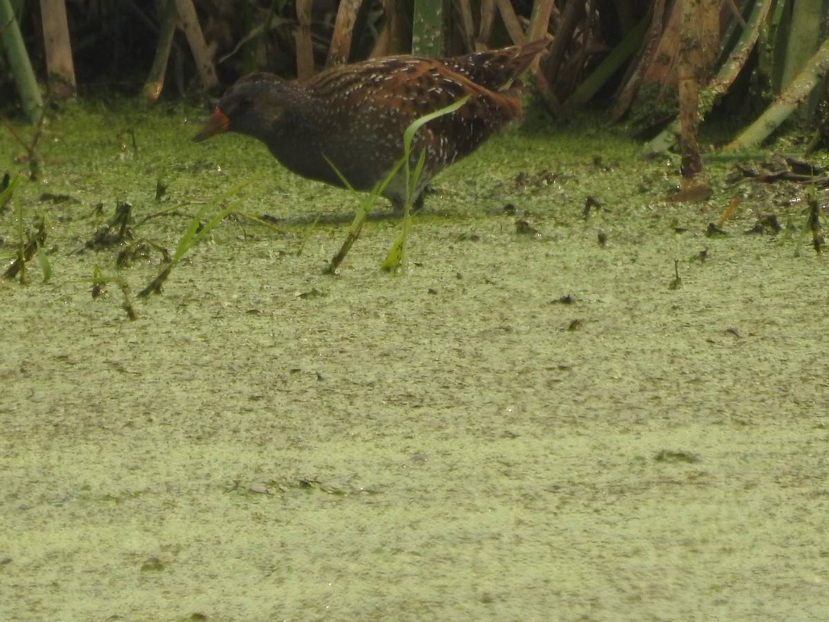 Spotted Crake - ML308750911