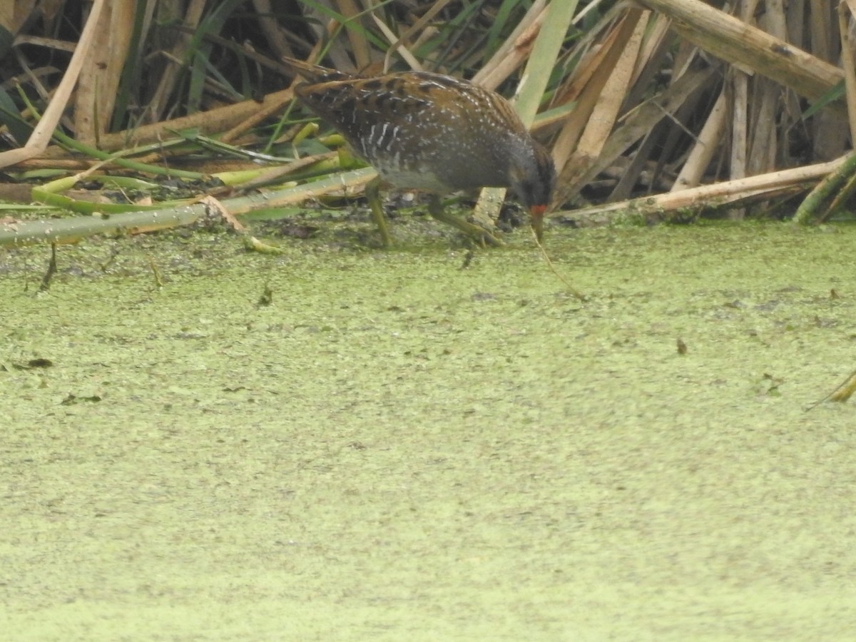 Spotted Crake - ML308750961