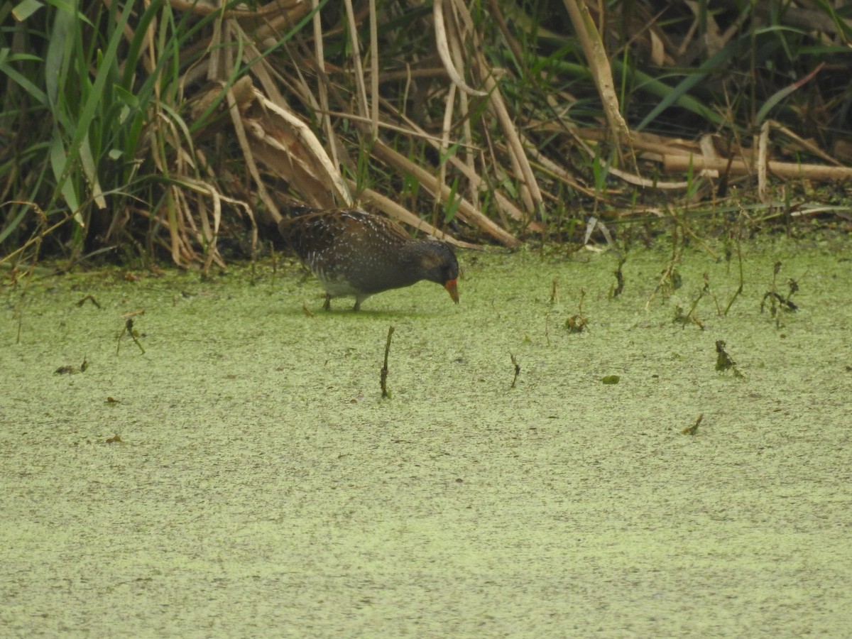 Spotted Crake - ML308750971