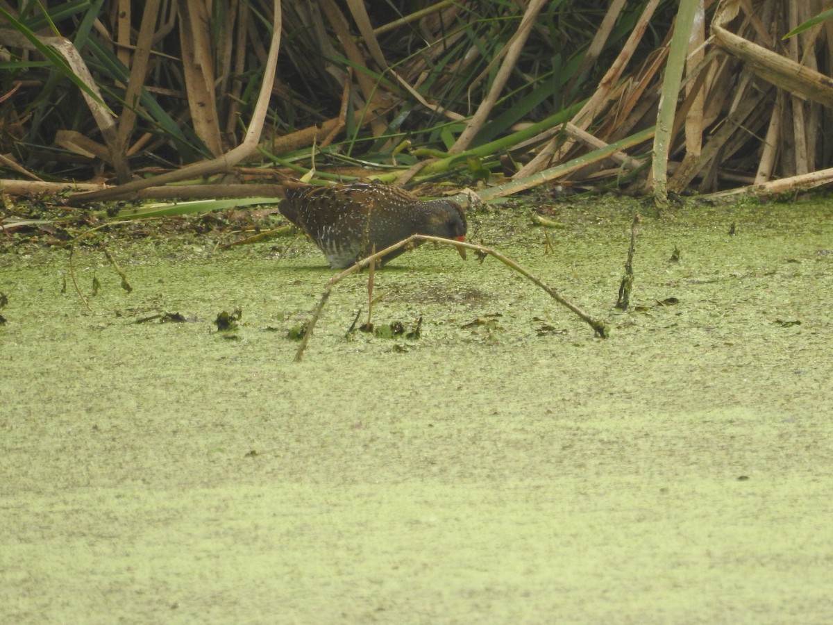 Spotted Crake - ML308750981