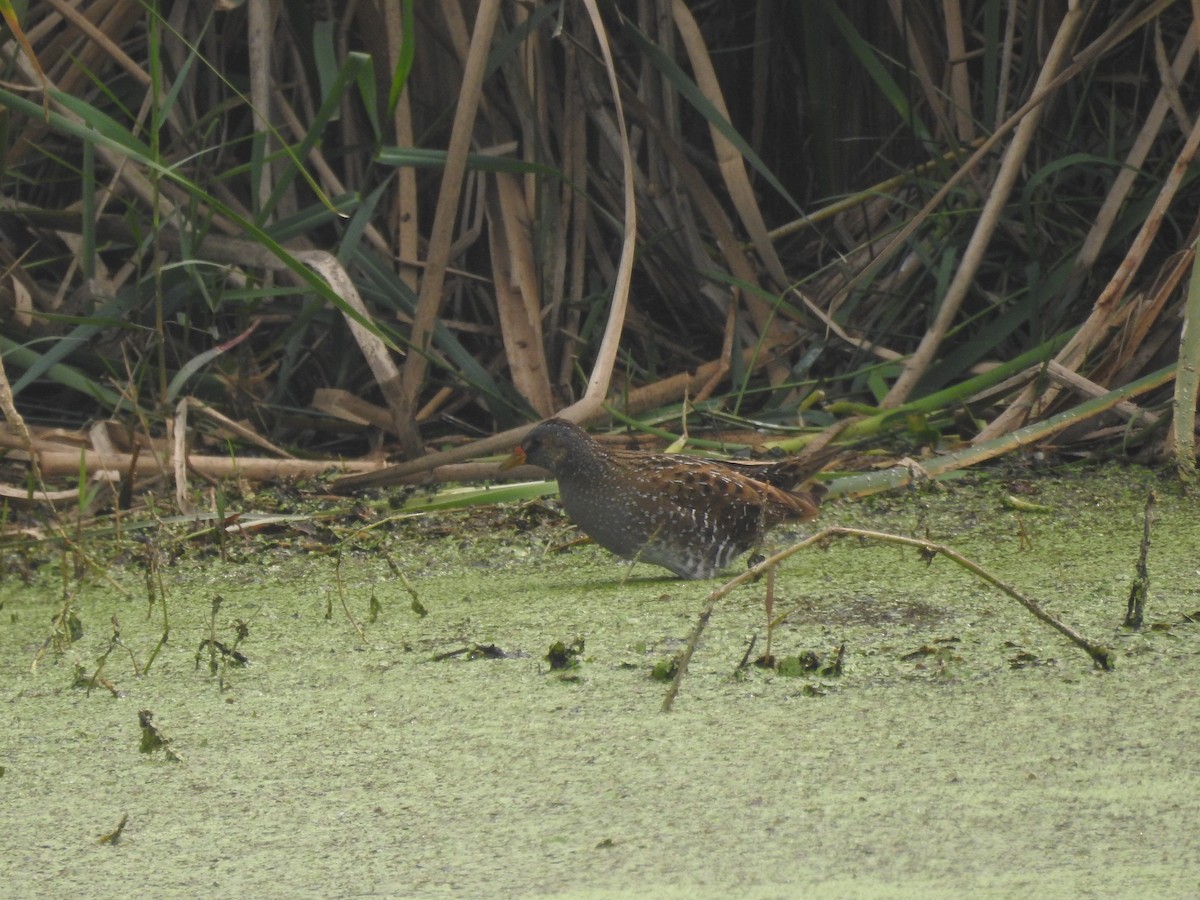 Spotted Crake - ML308750991