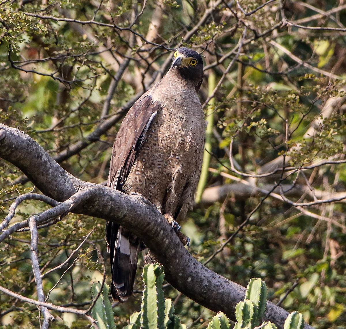 Crested Serpent-Eagle - ML308752591