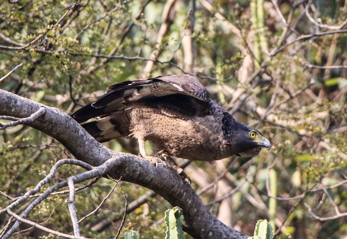 Crested Serpent-Eagle - ML308752601