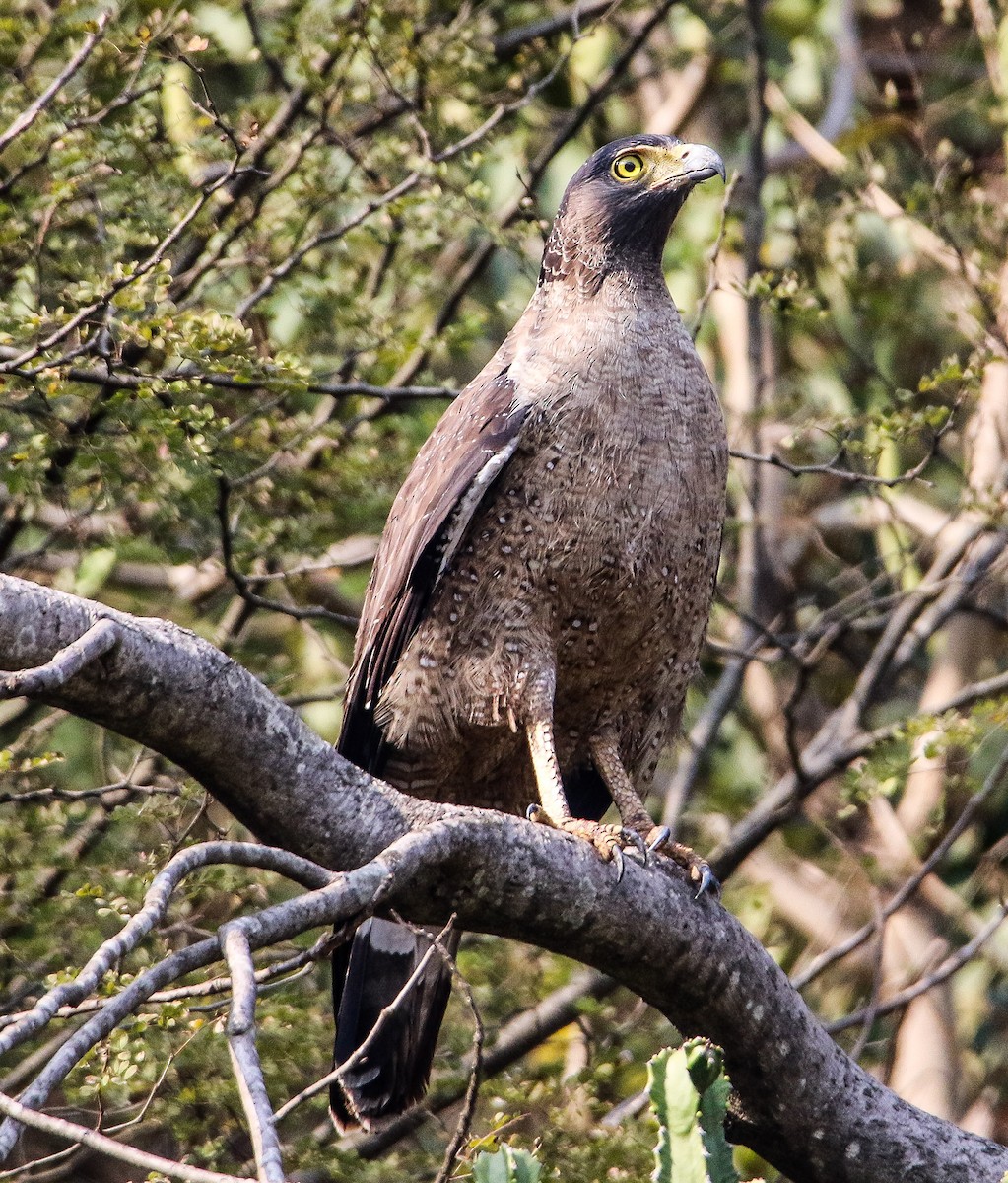 Crested Serpent-Eagle - ML308752641