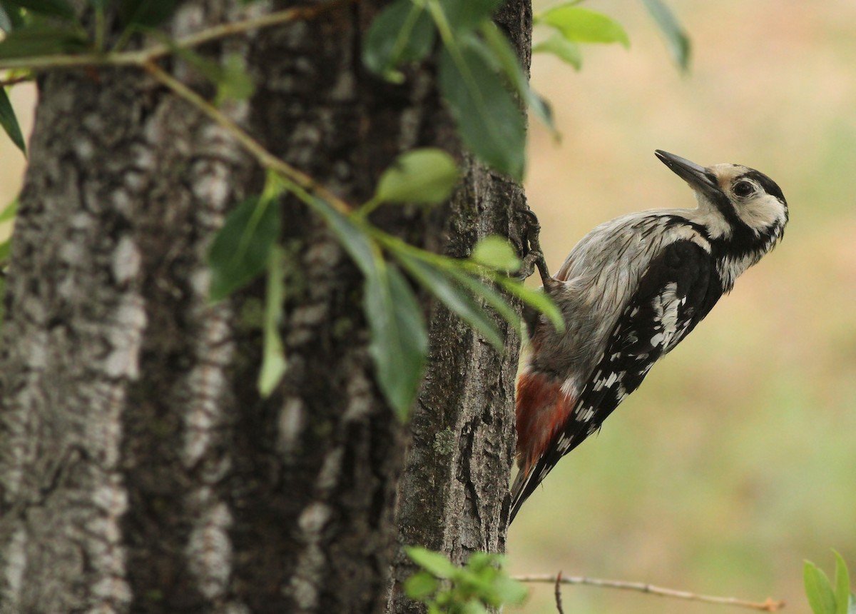White-backed Woodpecker - ML308754181