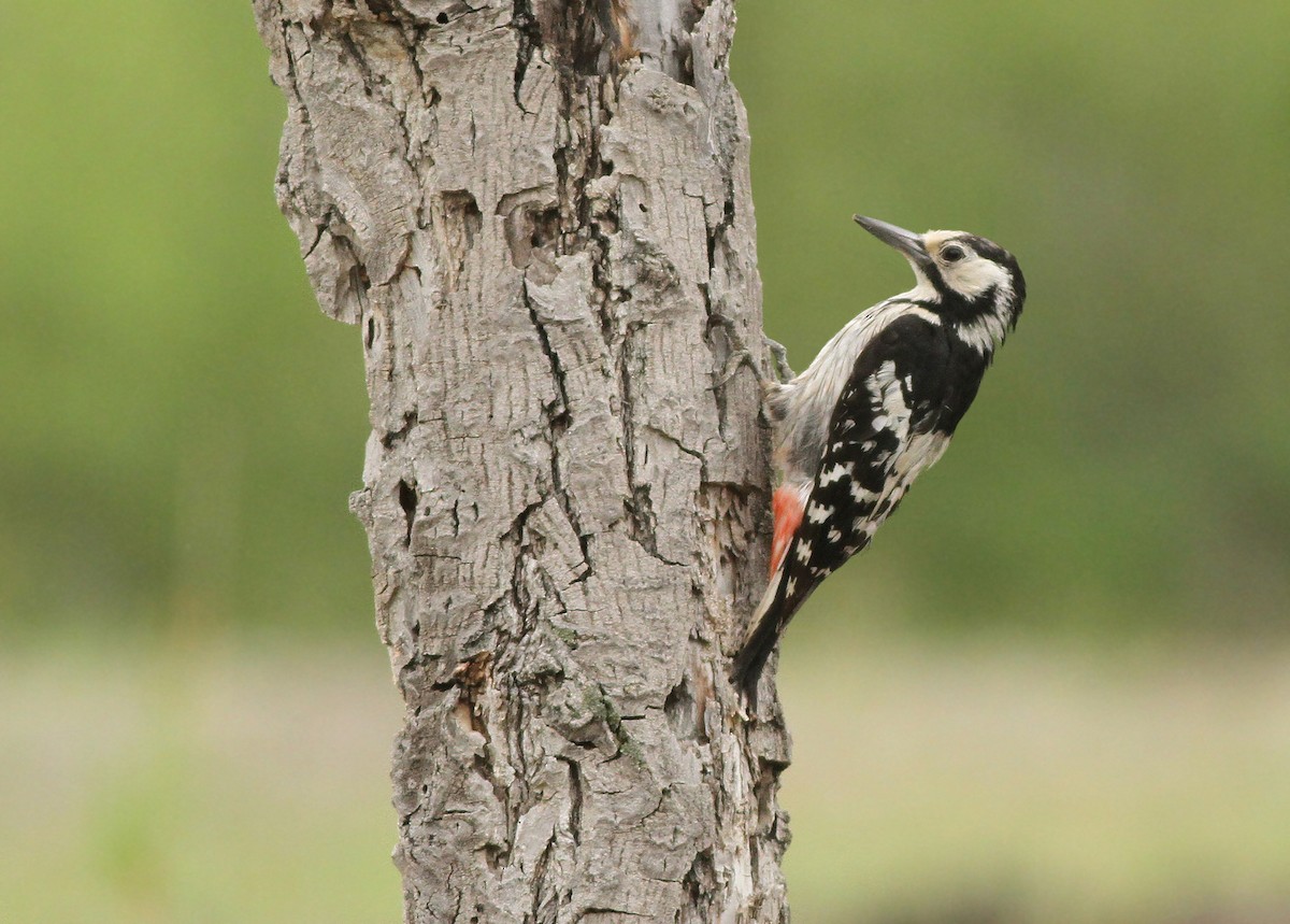 White-backed Woodpecker - ML308754191