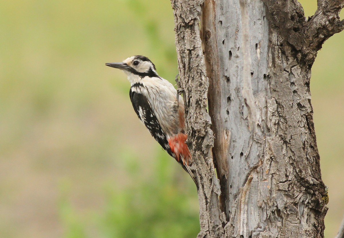 White-backed Woodpecker - ML308754201