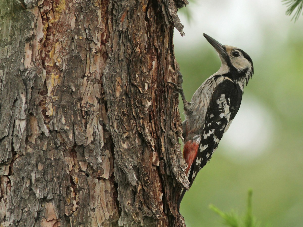 White-backed Woodpecker - ML308754221